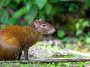 Central American Agouti: ID 243453940 | Agouti © Artushfoto | Dreamstime.com
