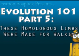 Evolution 101 Ep.6 These Homologous Limbs Were made for Walkin' video still