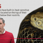 Wonders of Creation: Snakes Apo