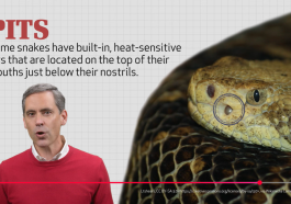 Wonders of Creation: Snakes Apo