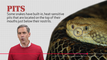 Wonders of Creation: Snakes Apo