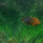 Young Garibaldi Damselfish off the coast of California: ID 11078076 © Underwatermaui | Dreamstime.com