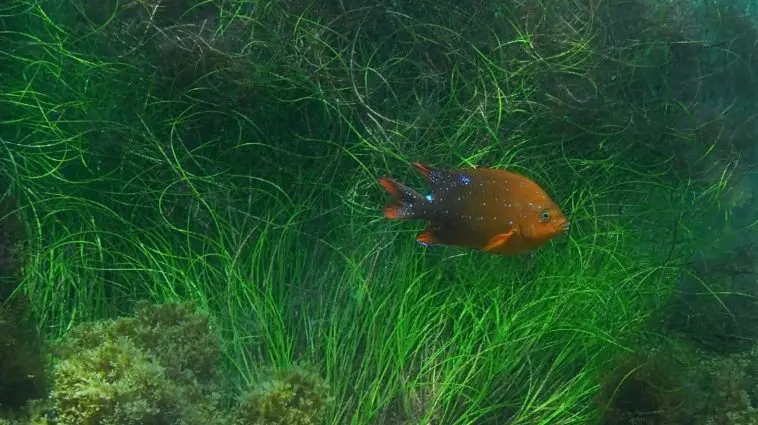 Young Garibaldi Damselfish off the coast of California: ID 11078076 © Underwatermaui | Dreamstime.com