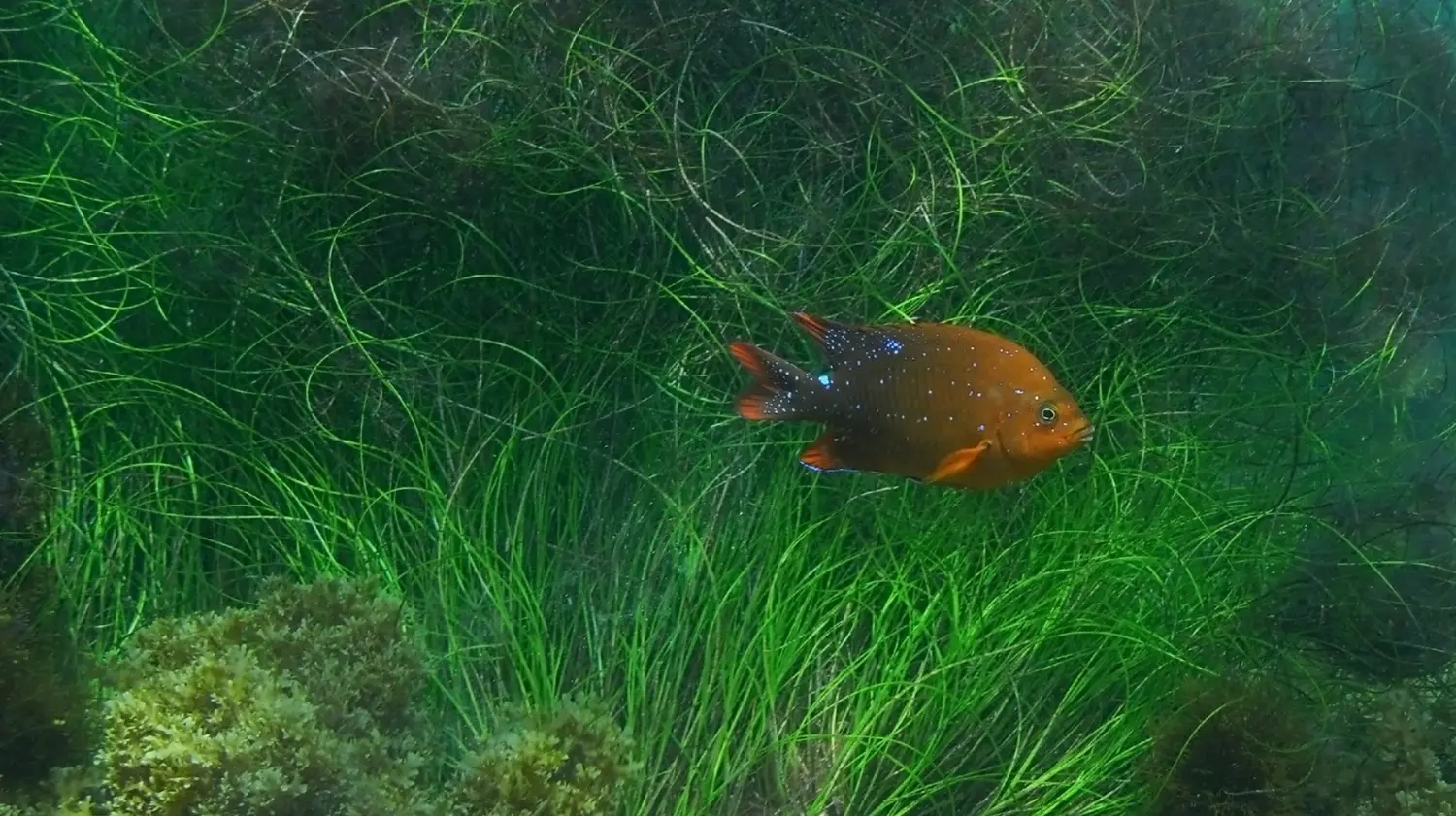 Young Garibaldi Damselfish off the coast of California: ID 11078076 © Underwatermaui | Dreamstime.com