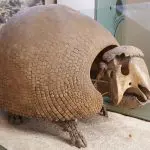 Glyptodon fossil at the Natural History Museum, New York: ID 83207820 © Para827 | Dreamstime.com