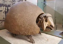 Glyptodon fossil at the Natural History Museum, New York: ID 83207820 © Para827 | Dreamstime.com
