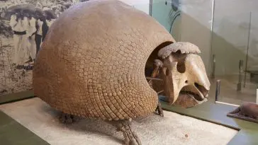 Glyptodon fossil at the Natural History Museum, New York: ID 83207820 © Para827 | Dreamstime.com