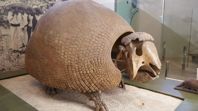 Glyptodon fossil at the Natural History Museum, New York: ID 83207820 © Para827 | Dreamstime.com