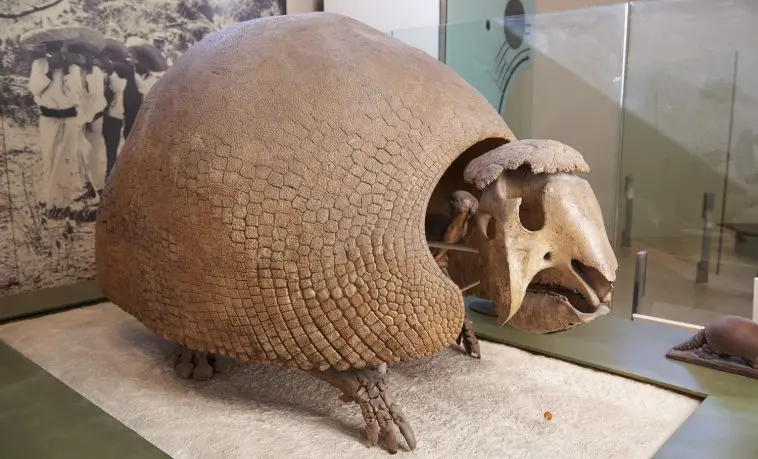 Glyptodon fossil at the Natural History Museum, New York: ID 83207820 © Para827 | Dreamstime.com