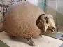 Glyptodon fossil at the Natural History Museum, New York: ID 83207820 © Para827 | Dreamstime.com