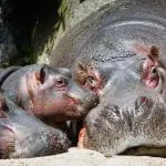 Hippopotamus and babies resting in the sun: ID 25127662 Abxyz | Dreamstime.com
