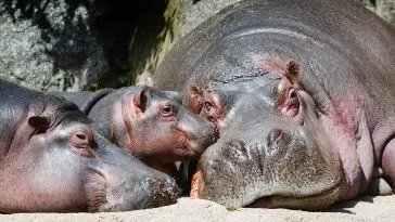 Hippopotamus and babies resting in the sun: ID 25127662 Abxyz | Dreamstime.com