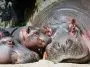 Hippopotamus and babies resting in the sun: ID 25127662 Abxyz | Dreamstime.com