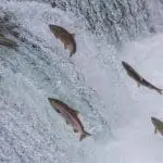 Sockeye Salmon leaping up an Alaskan stream: ID 32654850 © Sekarb | Dreamstime.com
