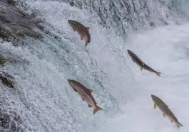 Sockeye Salmon leaping up an Alaskan stream: ID 32654850 © Sekarb | Dreamstime.com