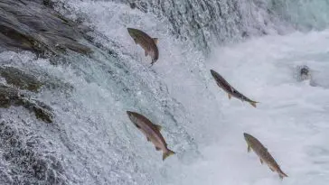 Sockeye Salmon leaping up an Alaskan stream: ID 32654850 © Sekarb | Dreamstime.com