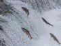 Sockeye Salmon leaping up an Alaskan stream: ID 32654850 © Sekarb | Dreamstime.com