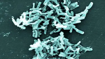 Clostridium difficile under an electron microscope, photo credit: CDC