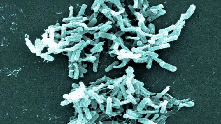 Clostridium difficile under an electron microscope, photo credit: CDC