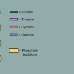 DNA nucleic acids graphic, photo credit: Forluvoft