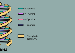 DNA nucleic acids graphic, photo credit: Forluvoft