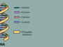 DNA nucleic acids graphic, photo credit: Forluvoft