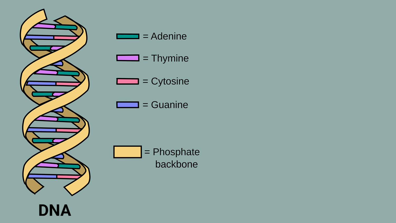 DNA nucleic acids graphic, photo credit: Forluvoft