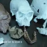 Hominin skill and jaw bone collection of Todd Wood