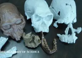 Hominin skill and jaw bone collection of Todd Wood
