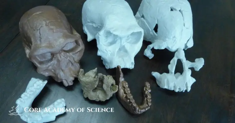 Hominin skill and jaw bone collection of Todd Wood