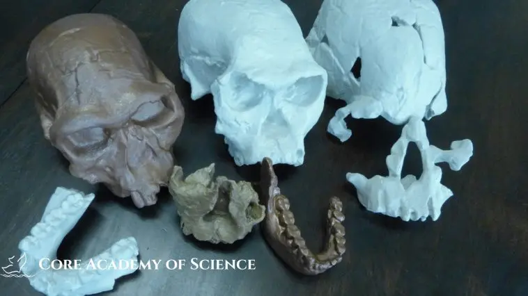 Hominin skill and jaw bone collection of Todd Wood