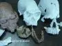 Hominin skill and jaw bone collection of Todd Wood