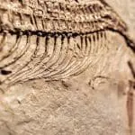 Ichthyosaur close up: ID 168293206 © Joaquin Corbalan | Dreamstime.com