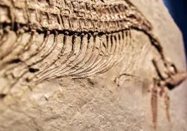 Ichthyosaur close up: ID 168293206 © Joaquin Corbalan | Dreamstime.com