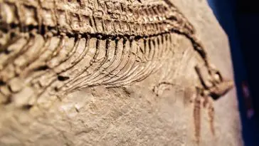 Ichthyosaur close up: ID 168293206 © Joaquin Corbalan | Dreamstime.com