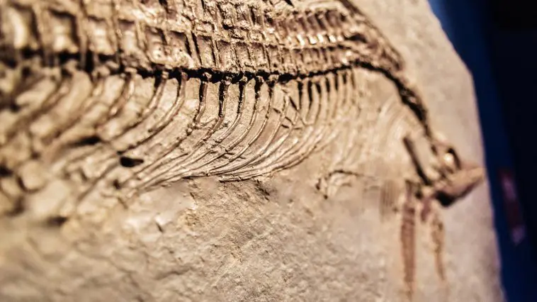 Ichthyosaur close up: ID 168293206 © Joaquin Corbalan | Dreamstime.com