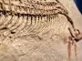 Ichthyosaur close up: ID 168293206 © Joaquin Corbalan | Dreamstime.com
