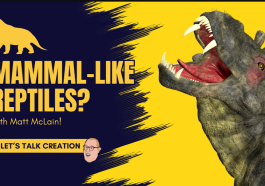 Mammal-Like Reptiles? video still