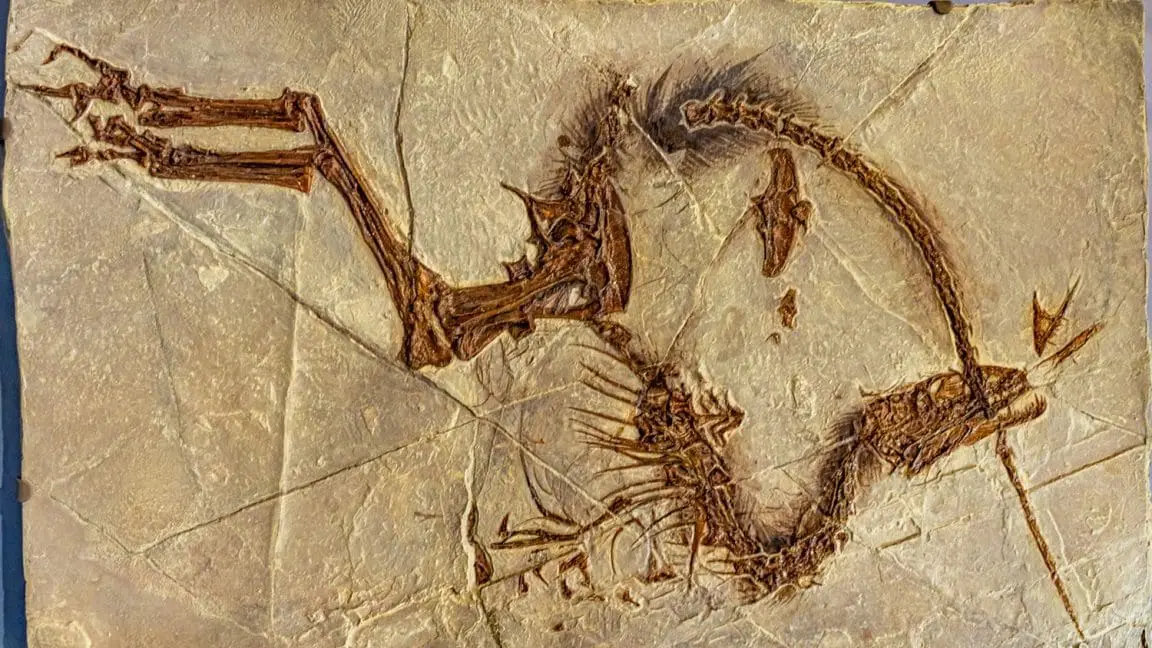 Sinosauropteryx: ID 447619086 © Warddd | Dreamstime.com