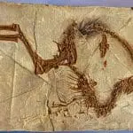 Sinosauropteryx: ID 447619086 © Warddd | Dreamstime.com