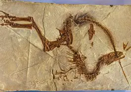 Sinosauropteryx: ID 447619086 © Warddd | Dreamstime.com