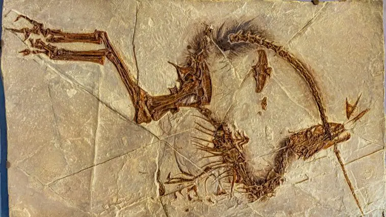 Sinosauropteryx: ID 447619086 © Warddd | Dreamstime.com