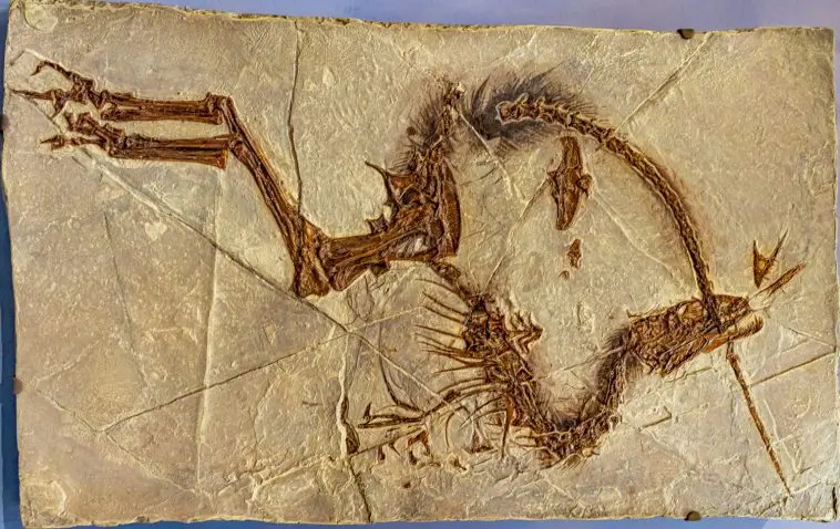 Sinosauropteryx: ID 447619086 © Warddd | Dreamstime.com