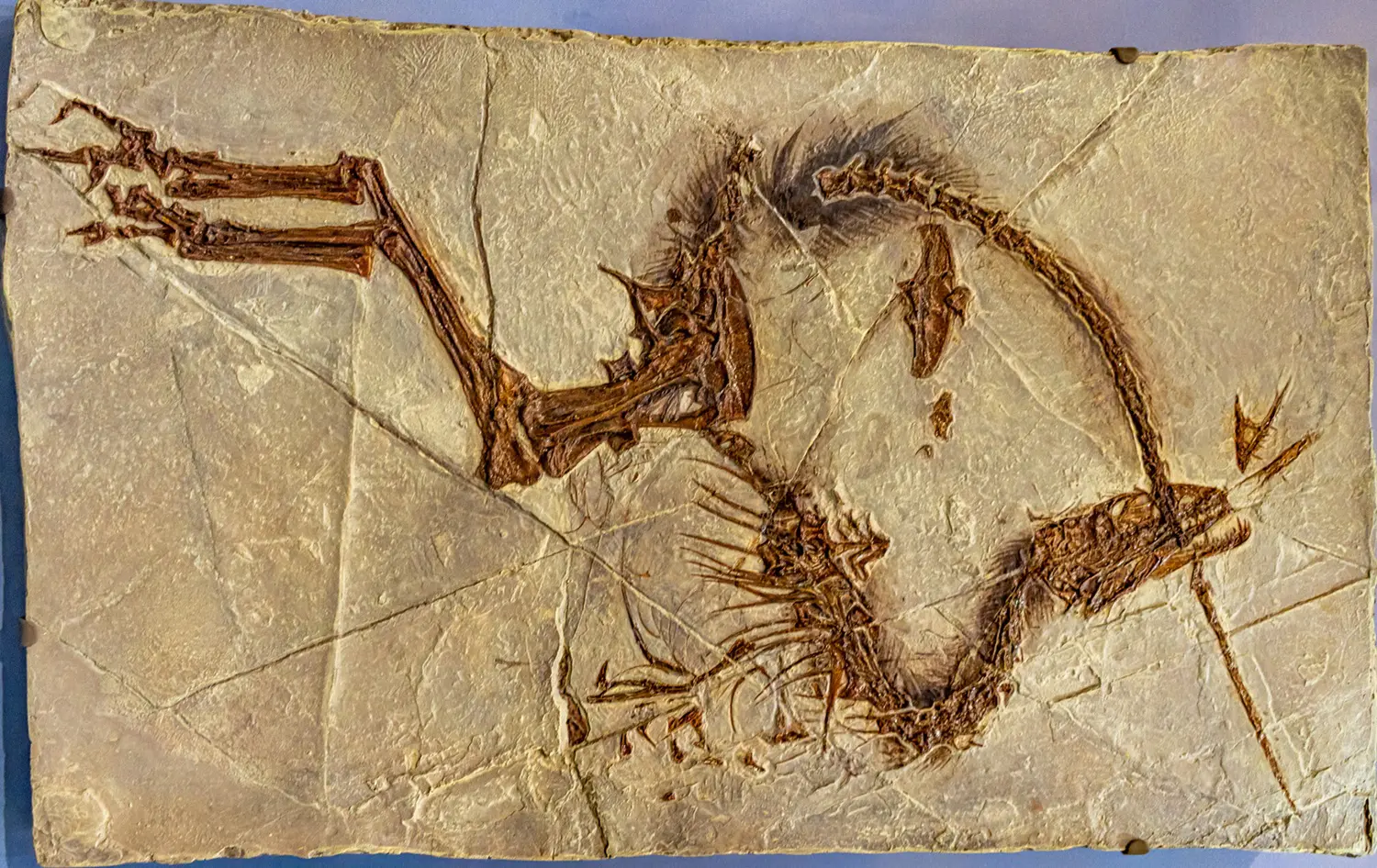 Sinosauropteryx: ID 447619086 © Warddd | Dreamstime.com