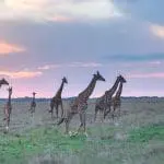 Wild giraffes on the savanna, Kenya: ID 290428265 © Ranjith Kumar | Dreamstime.com