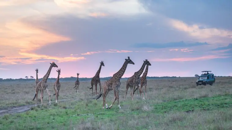 Wild giraffes on the savanna, Kenya: ID 290428265 © Ranjith Kumar | Dreamstime.com