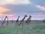 Wild giraffes on the savanna, Kenya: ID 290428265 © Ranjith Kumar | Dreamstime.com