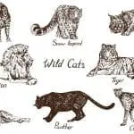 Cat species drawing: ID 133483423 | Cat Species © ArtoPhotoDesignoStudio | Dreamstime.com