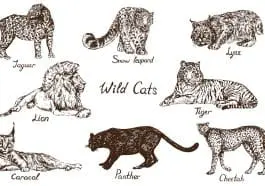 Cat species drawing: ID 133483423 | Cat Species © ArtoPhotoDesignoStudio | Dreamstime.com