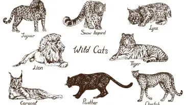Cat species drawing: ID 133483423 | Cat Species © ArtoPhotoDesignoStudio | Dreamstime.com
